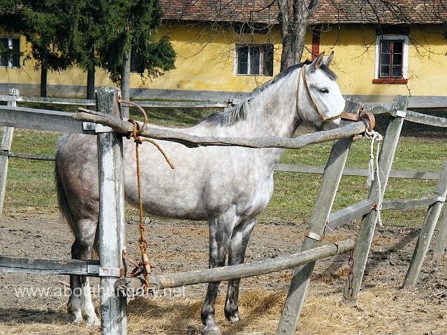 Horse riding in Sarvar, Hungary