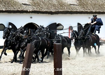 100 curiosites Hongrois  equitation